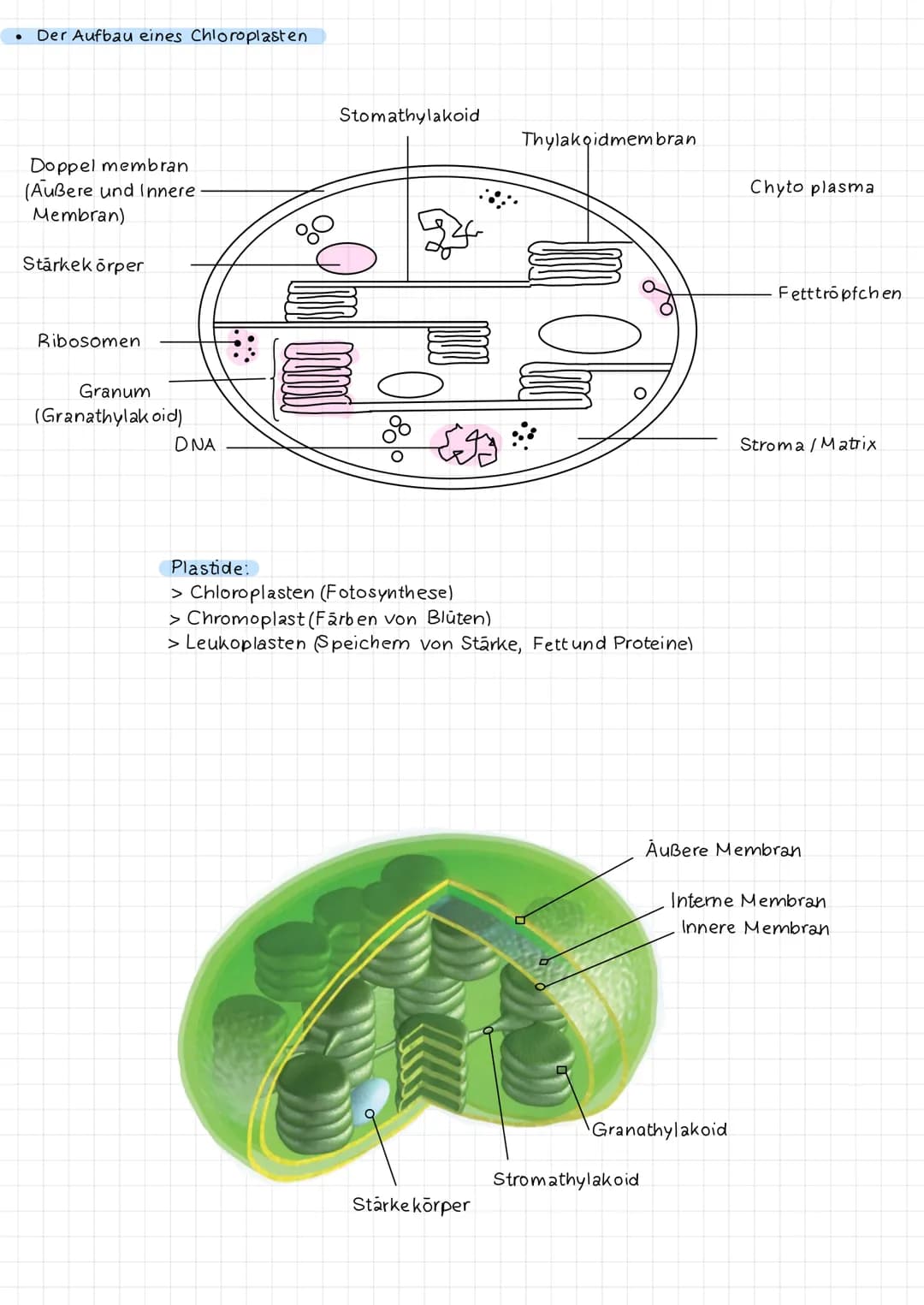 Der Aufbau eines Chloroplasten
Doppel membran
(Außere und Innere.
Membran)
Stárkek örper
Ribosomen
Granum
(Granathylak oid)
DNA
Stomathylako