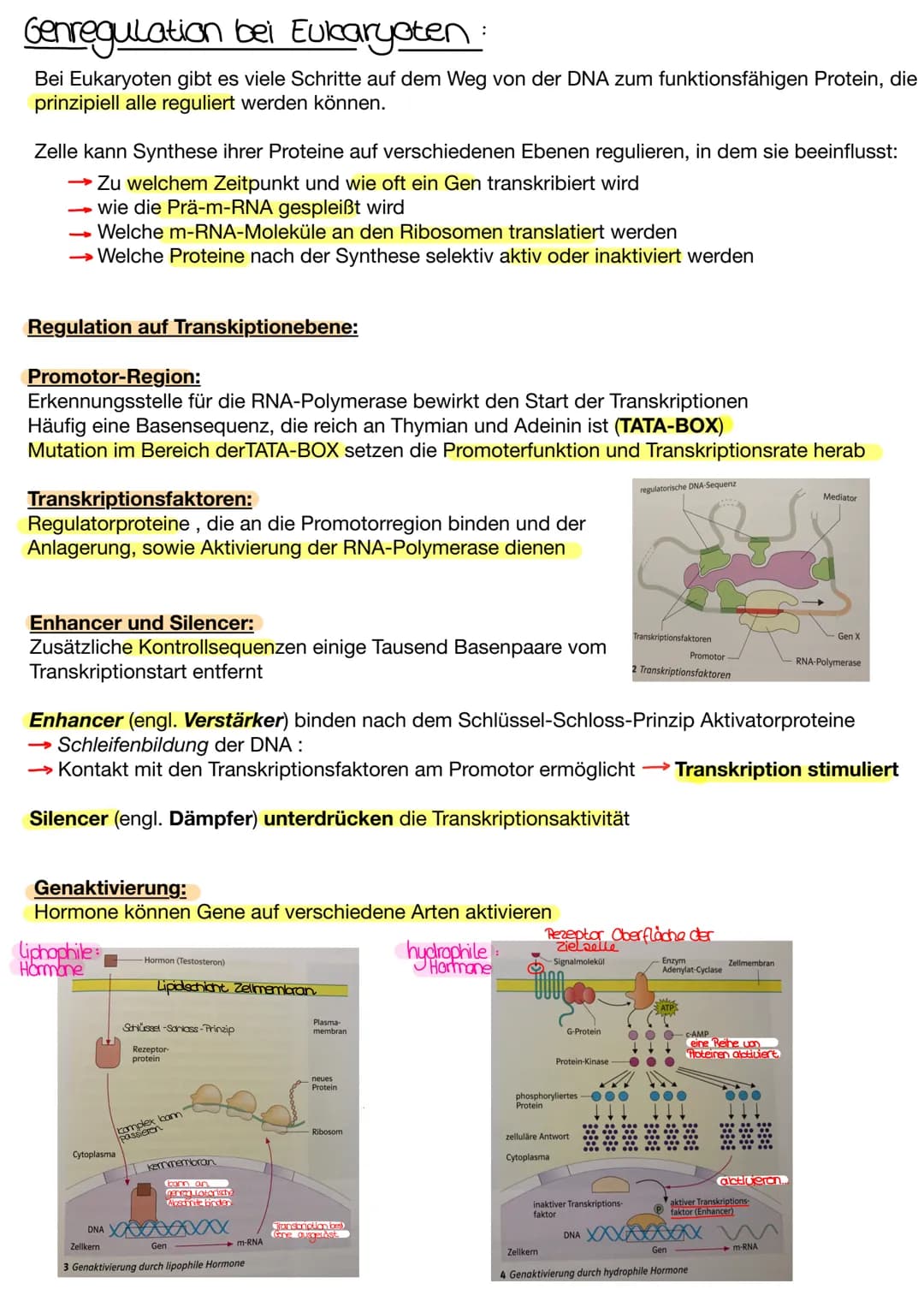 Genregulation bei Prokaryoten:
Gene, die ständig benötigt werden: konstitutive Gene
Gene, die nach Bedarf an oder abgeschaltet werden: regul