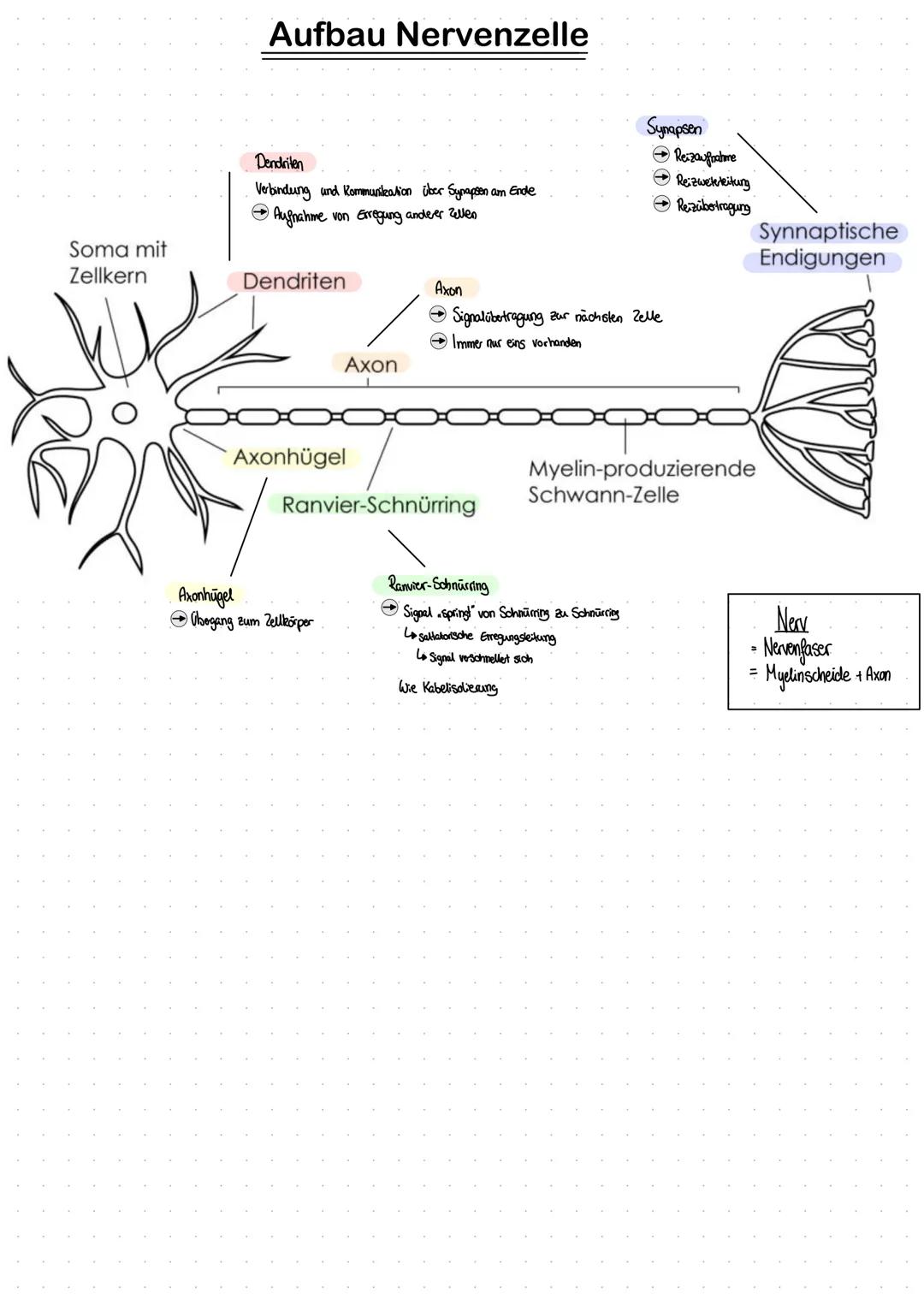 Gehirn und Nervenzelle: Aufbau und Funktionen