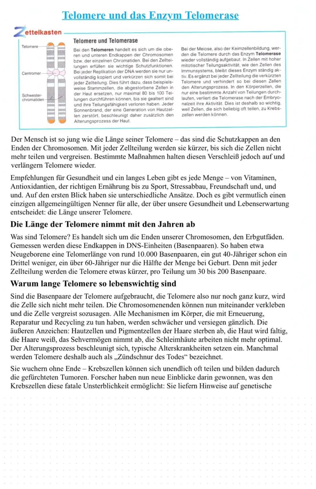 Telomere und das Enzym Telomerase