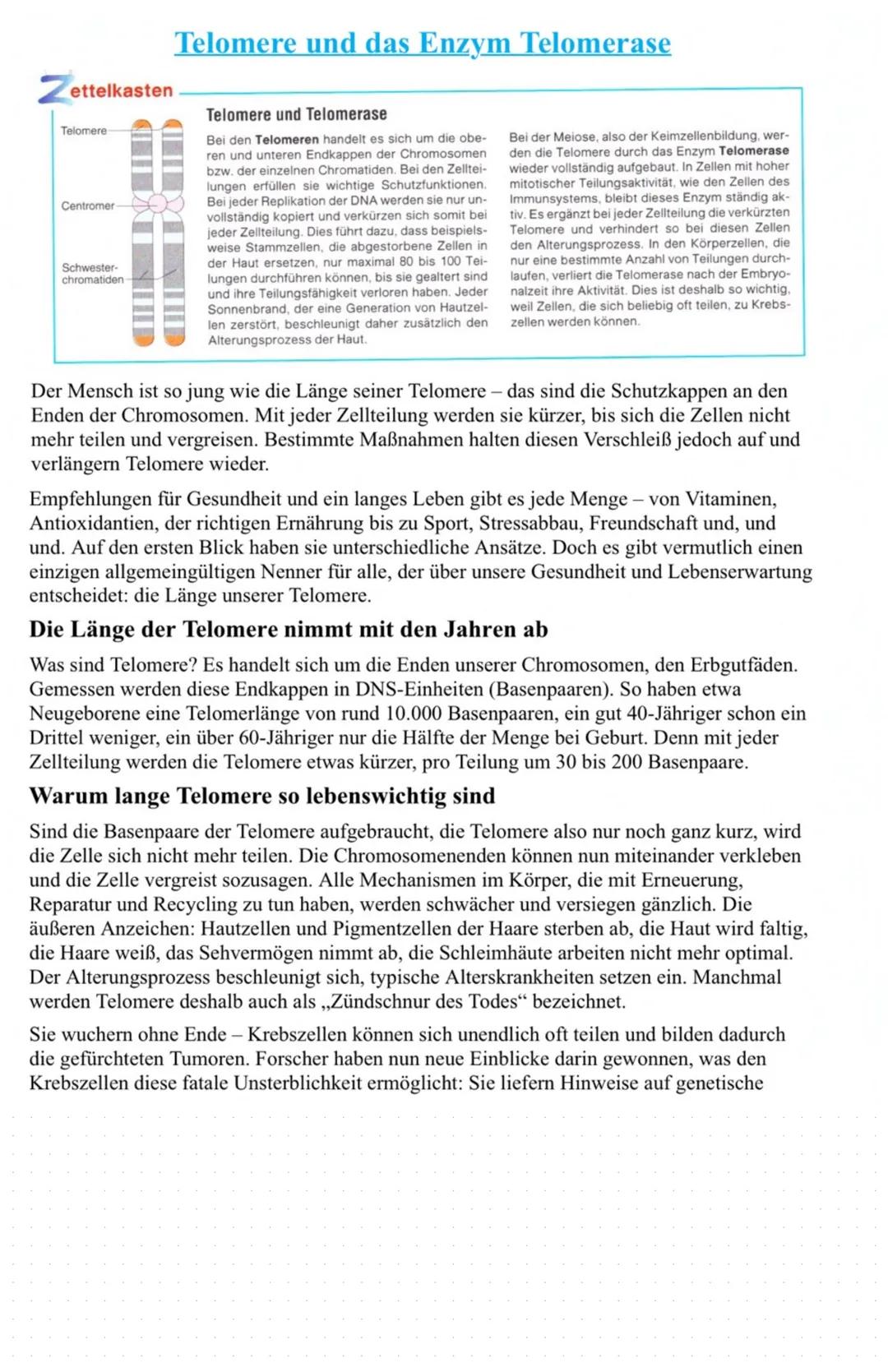 Zettelkasten
Telomere
Centromer
Telomere und das Enzym Telomerase
Schwester-
chromatiden-
Telomere und Telomerase
Bei den Telomeren handelt 