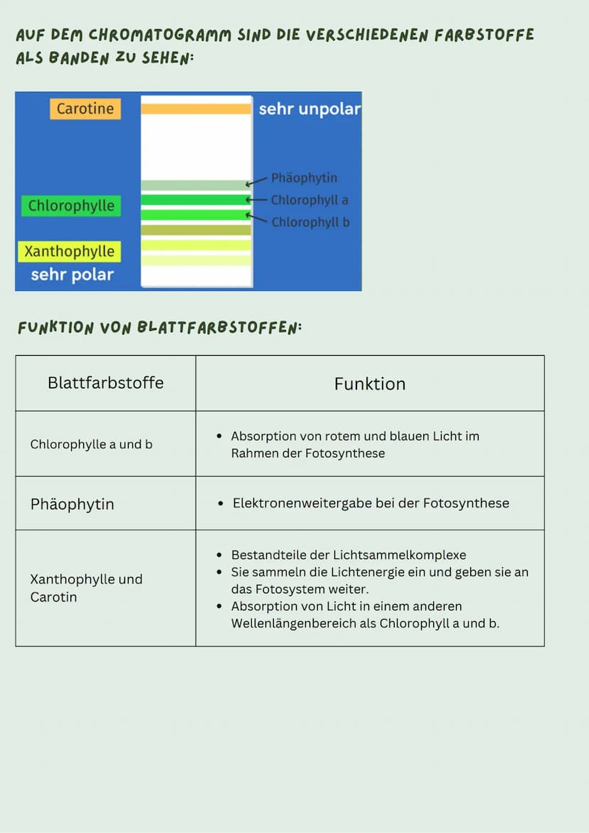 VERSUCHSMATERIALIEN
• Dünnschichtchromatografie-Platte (DC-Platte)
x1 Becherglas
●
• Isopropanol (polar)
• Mörser
• x1 Pipette
• Kieselgel
•