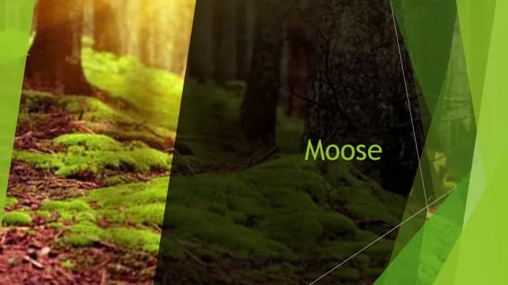 Know Moose  thumbnail