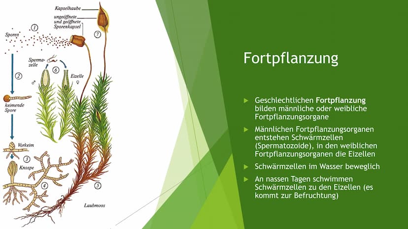 
<p>Kostenloser Download von <a href="https://unterricht.schule">unterricht.schule</a></p>
<h2 id="aufgabenstellungen">Aufgabenstellungen:</