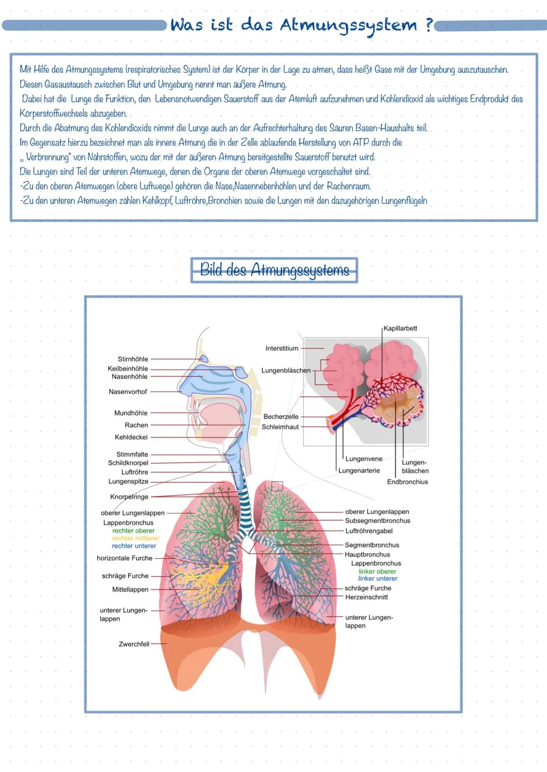 Was ist das Atmungssystem ?
Mit Hilfe des Atmungssystems (respiratorisches System) ist der Körper in der Lage zu atmen, dass heißt Gase mit 