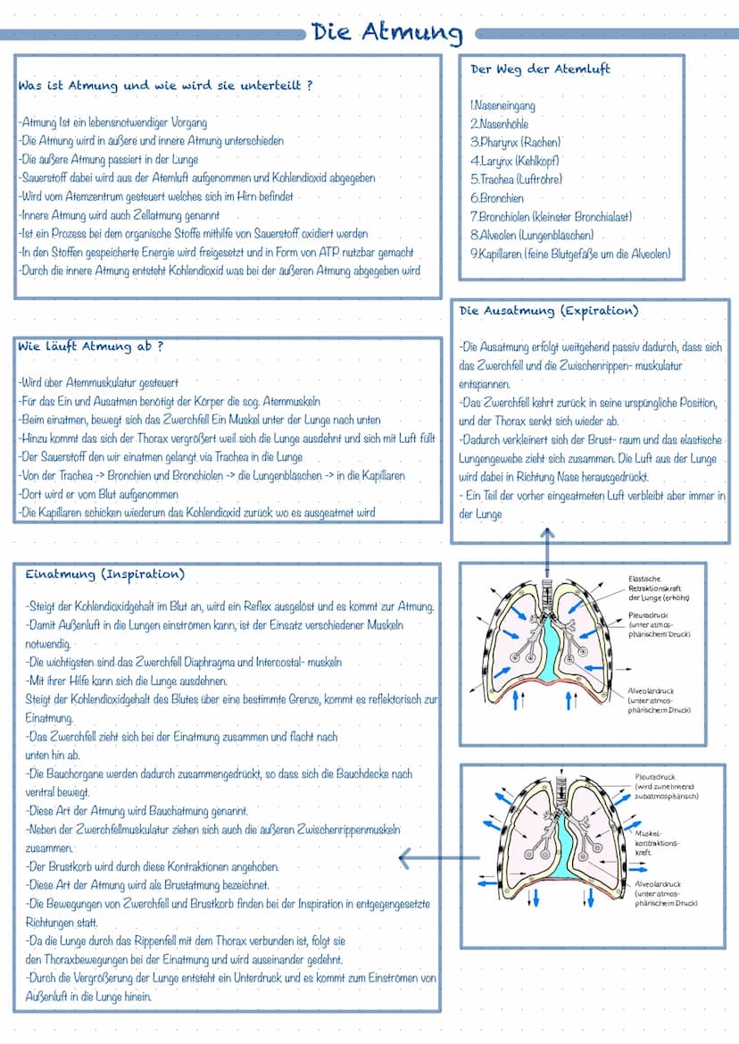 Was ist das Atmungssystem ?
Mit Hilfe des Atmungssystems (respiratorisches System) ist der Körper in der Lage zu atmen, dass heißt Gase mit 