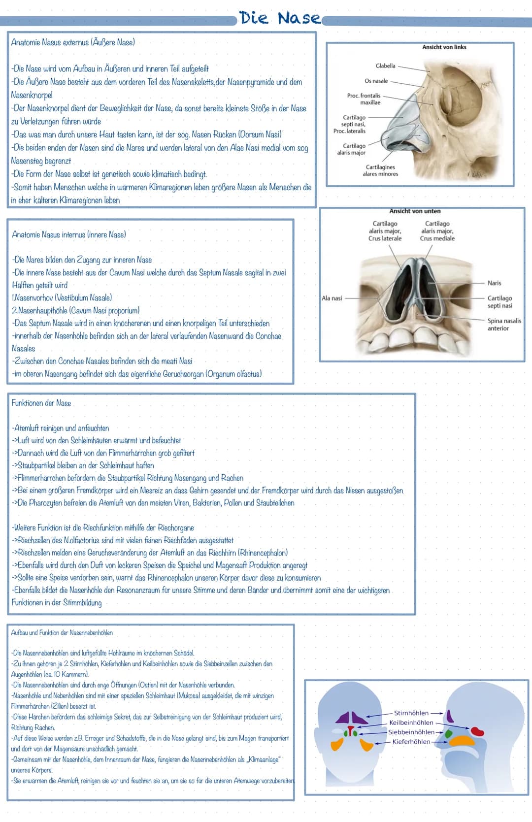 Was ist das Atmungssystem ?
Mit Hilfe des Atmungssystems (respiratorisches System) ist der Körper in der Lage zu atmen, dass heißt Gase mit 