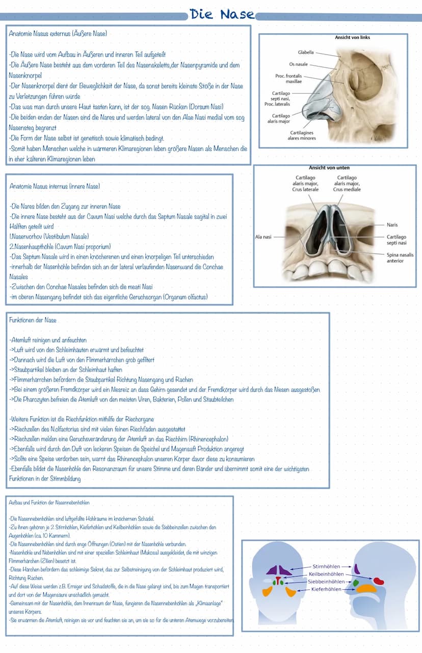 Was ist das Atmungssystem ?
Mit Hilfe des Atmungssystems (respiratorisches System) ist der Körper in der Lage zu atmen, dass heißt Gase mit 
