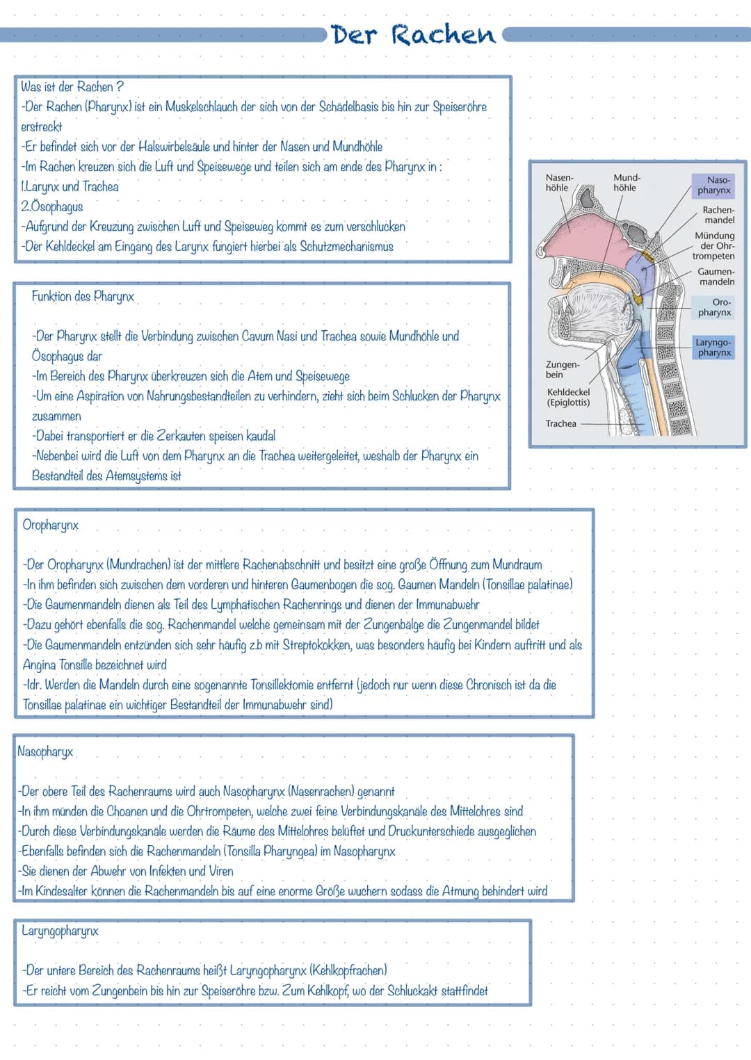 Was ist das Atmungssystem ?
Mit Hilfe des Atmungssystems (respiratorisches System) ist der Körper in der Lage zu atmen, dass heißt Gase mit 