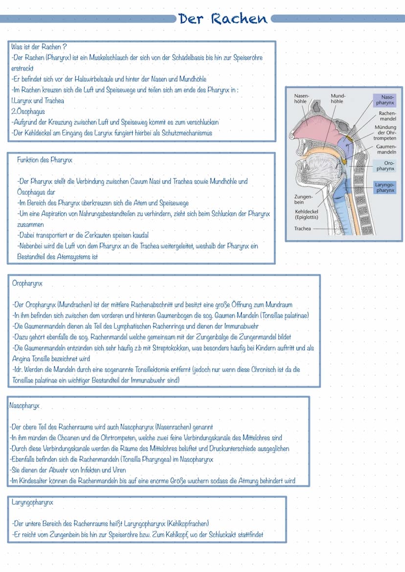 Was ist das Atmungssystem ?
Mit Hilfe des Atmungssystems (respiratorisches System) ist der Körper in der Lage zu atmen, dass heißt Gase mit 