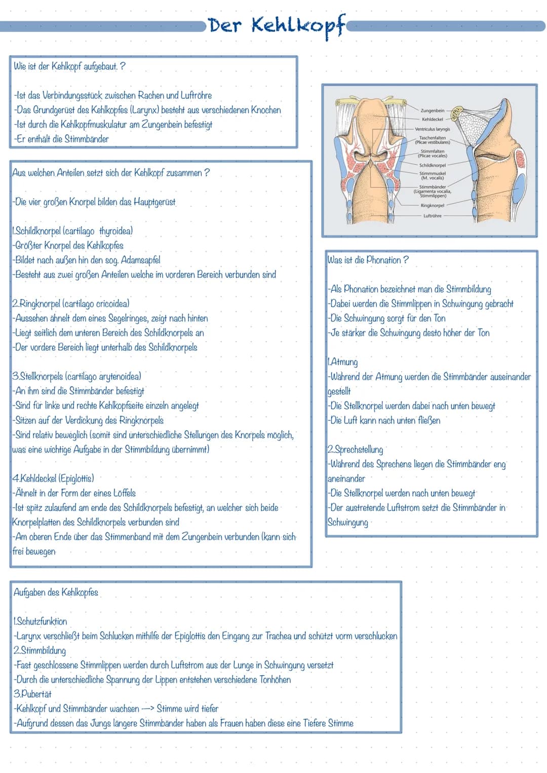 Was ist das Atmungssystem ?
Mit Hilfe des Atmungssystems (respiratorisches System) ist der Körper in der Lage zu atmen, dass heißt Gase mit 