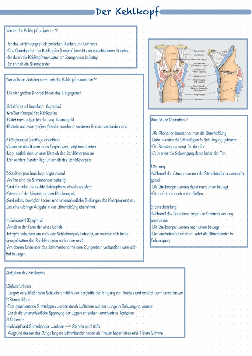 Was ist das Atmungssystem ?
Mit Hilfe des Atmungssystems (respiratorisches System) ist der Körper in der Lage zu atmen, dass heißt Gase mit 