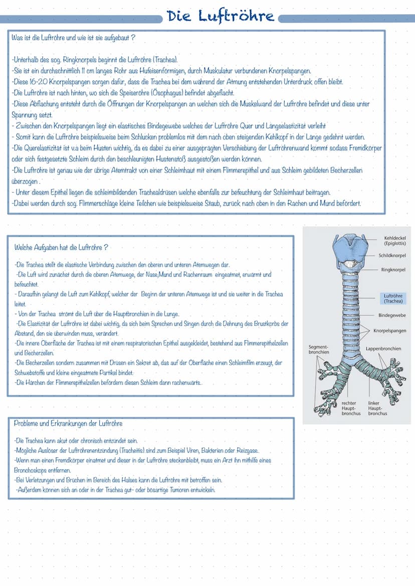 Was ist das Atmungssystem ?
Mit Hilfe des Atmungssystems (respiratorisches System) ist der Körper in der Lage zu atmen, dass heißt Gase mit 