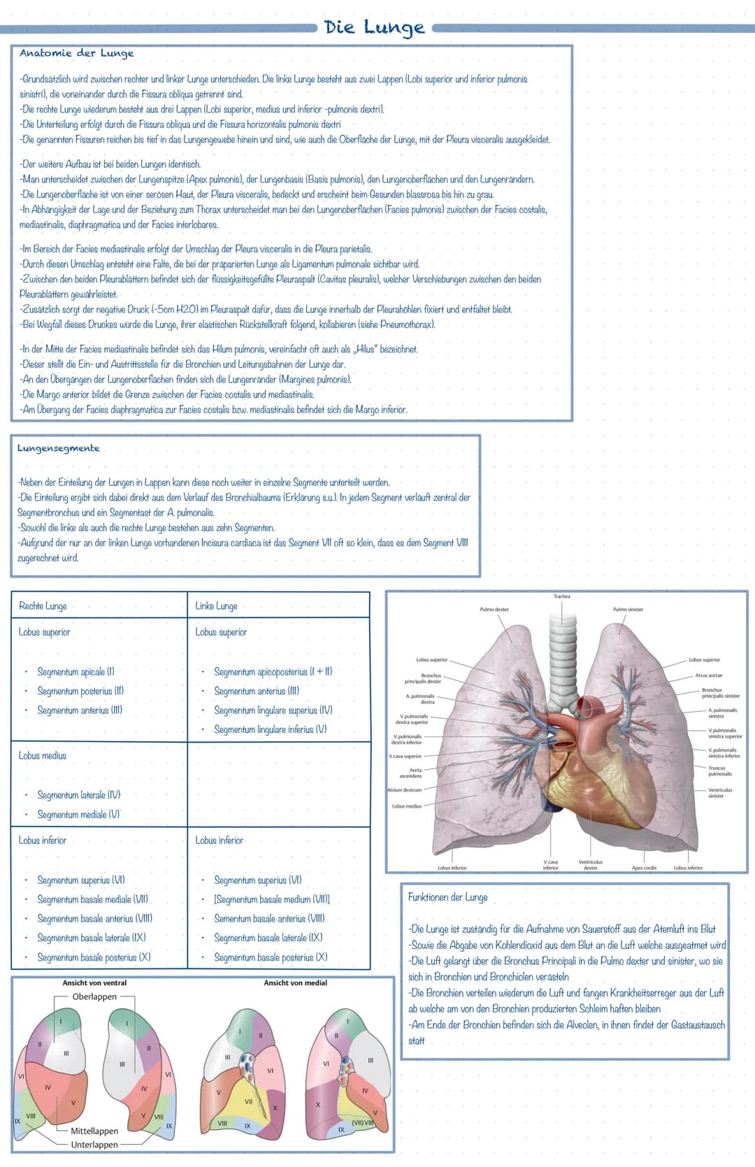 Was ist das Atmungssystem ?
Mit Hilfe des Atmungssystems (respiratorisches System) ist der Körper in der Lage zu atmen, dass heißt Gase mit 