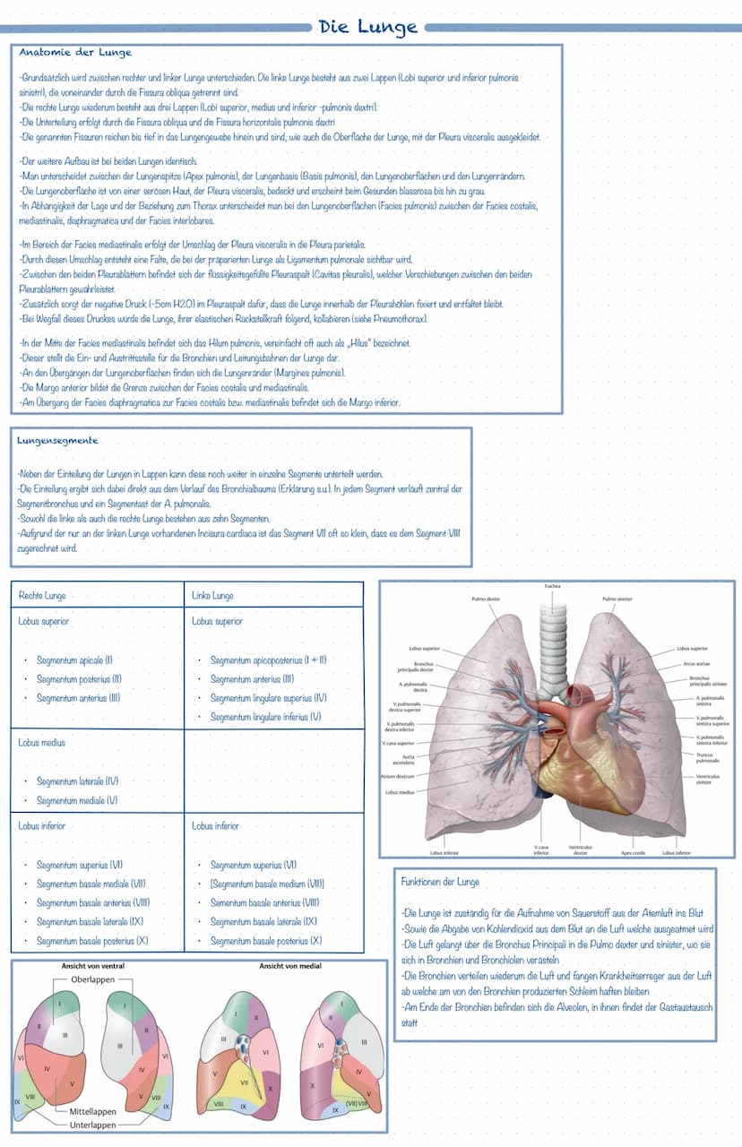 Was ist das Atmungssystem ?
Mit Hilfe des Atmungssystems (respiratorisches System) ist der Körper in der Lage zu atmen, dass heißt Gase mit 