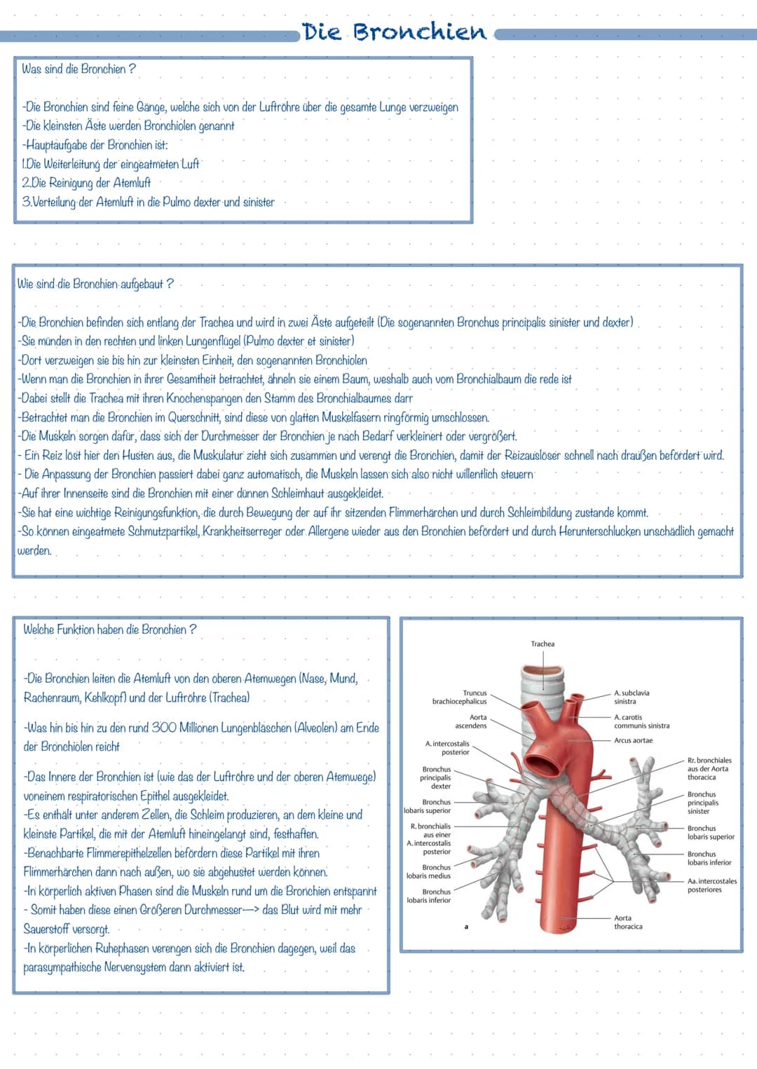 Was ist das Atmungssystem ?
Mit Hilfe des Atmungssystems (respiratorisches System) ist der Körper in der Lage zu atmen, dass heißt Gase mit 