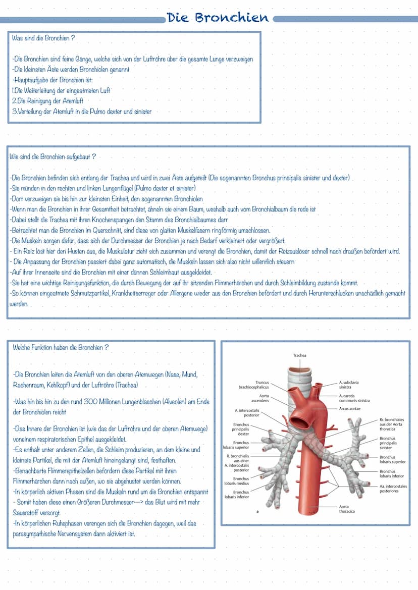 Was ist das Atmungssystem ?
Mit Hilfe des Atmungssystems (respiratorisches System) ist der Körper in der Lage zu atmen, dass heißt Gase mit 