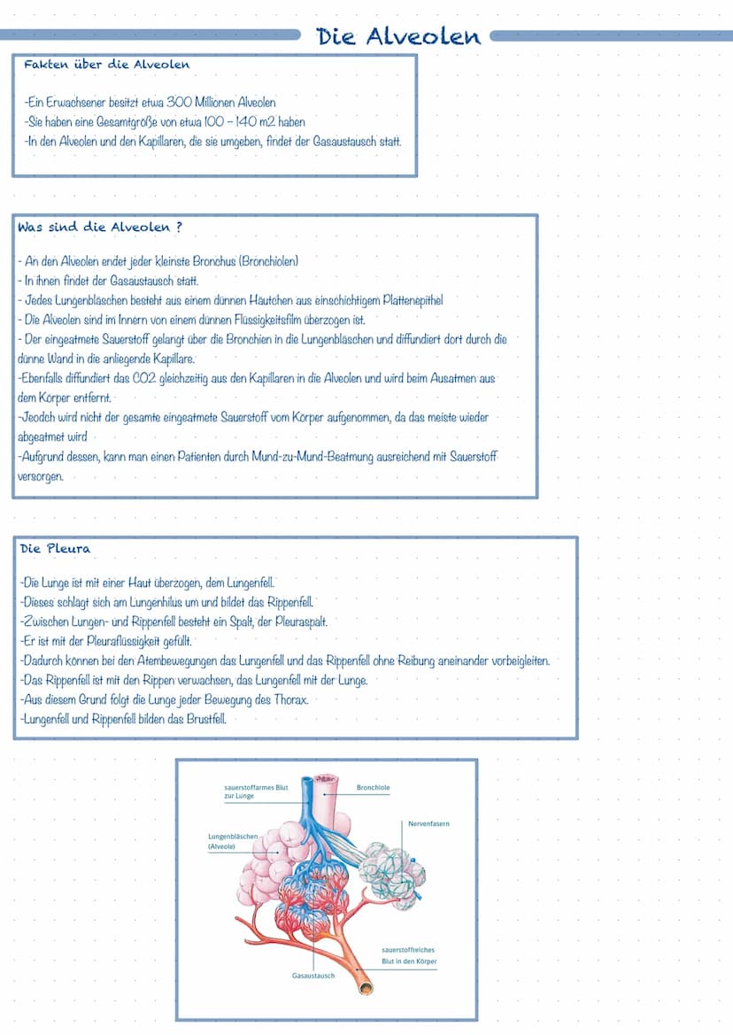 Was ist das Atmungssystem ?
Mit Hilfe des Atmungssystems (respiratorisches System) ist der Körper in der Lage zu atmen, dass heißt Gase mit 