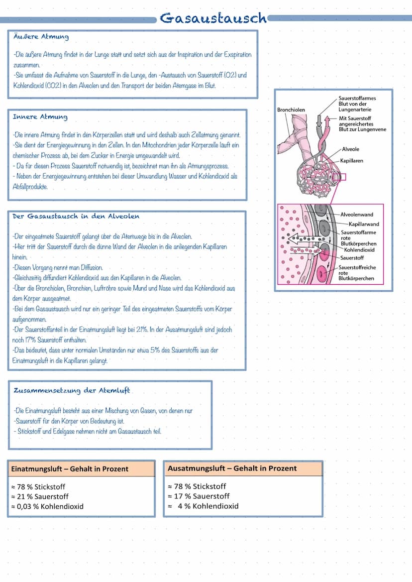 Was ist das Atmungssystem ?
Mit Hilfe des Atmungssystems (respiratorisches System) ist der Körper in der Lage zu atmen, dass heißt Gase mit 
