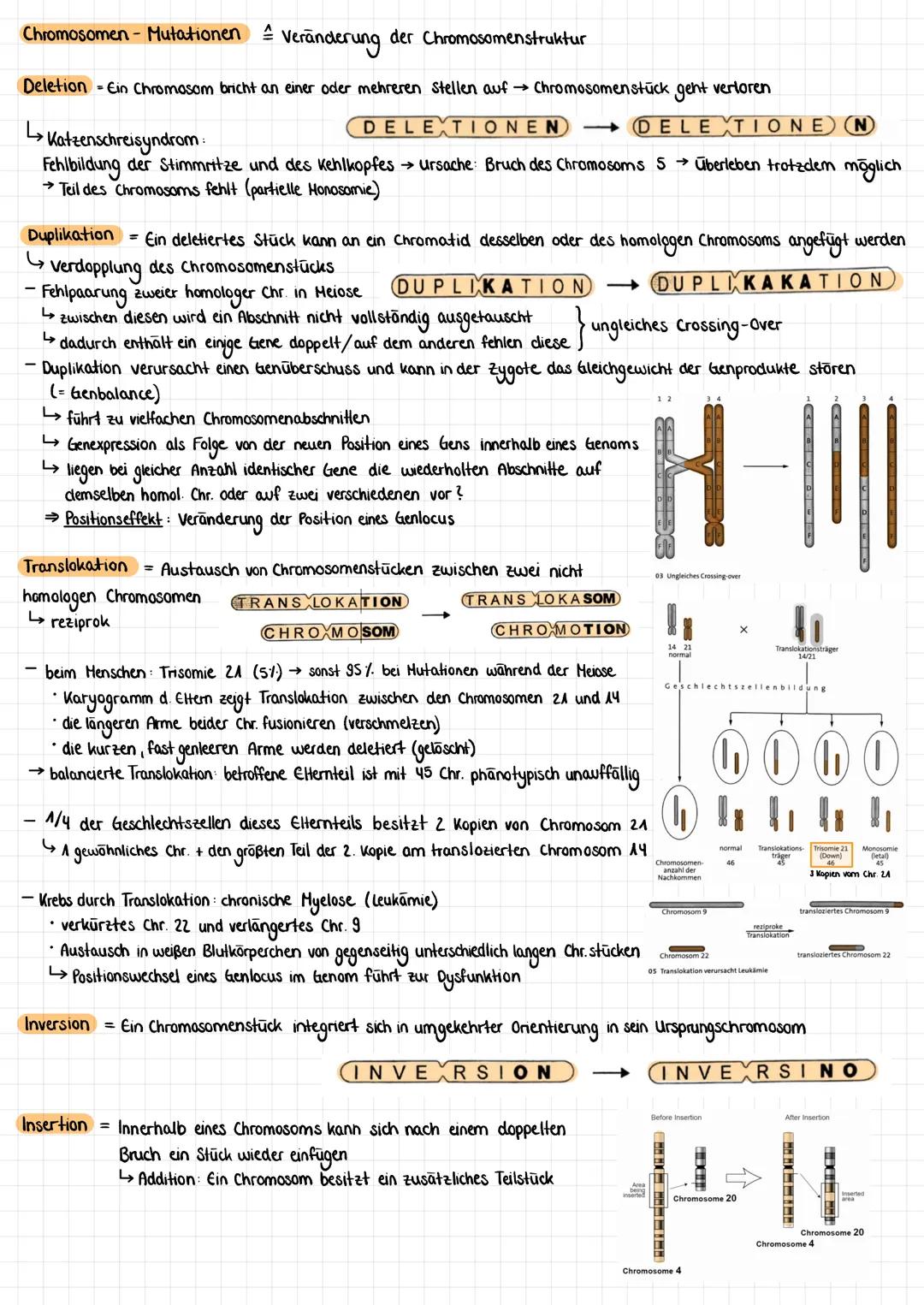 # Mutationen spontane Veränderung des genetischen Materials $\rightarrow$ genetische Variabilität/Variationen im PT

## 1. Gen-Mutationen (P