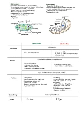 Know Vergleich Mitochondrium und Chloroplast thumbnail