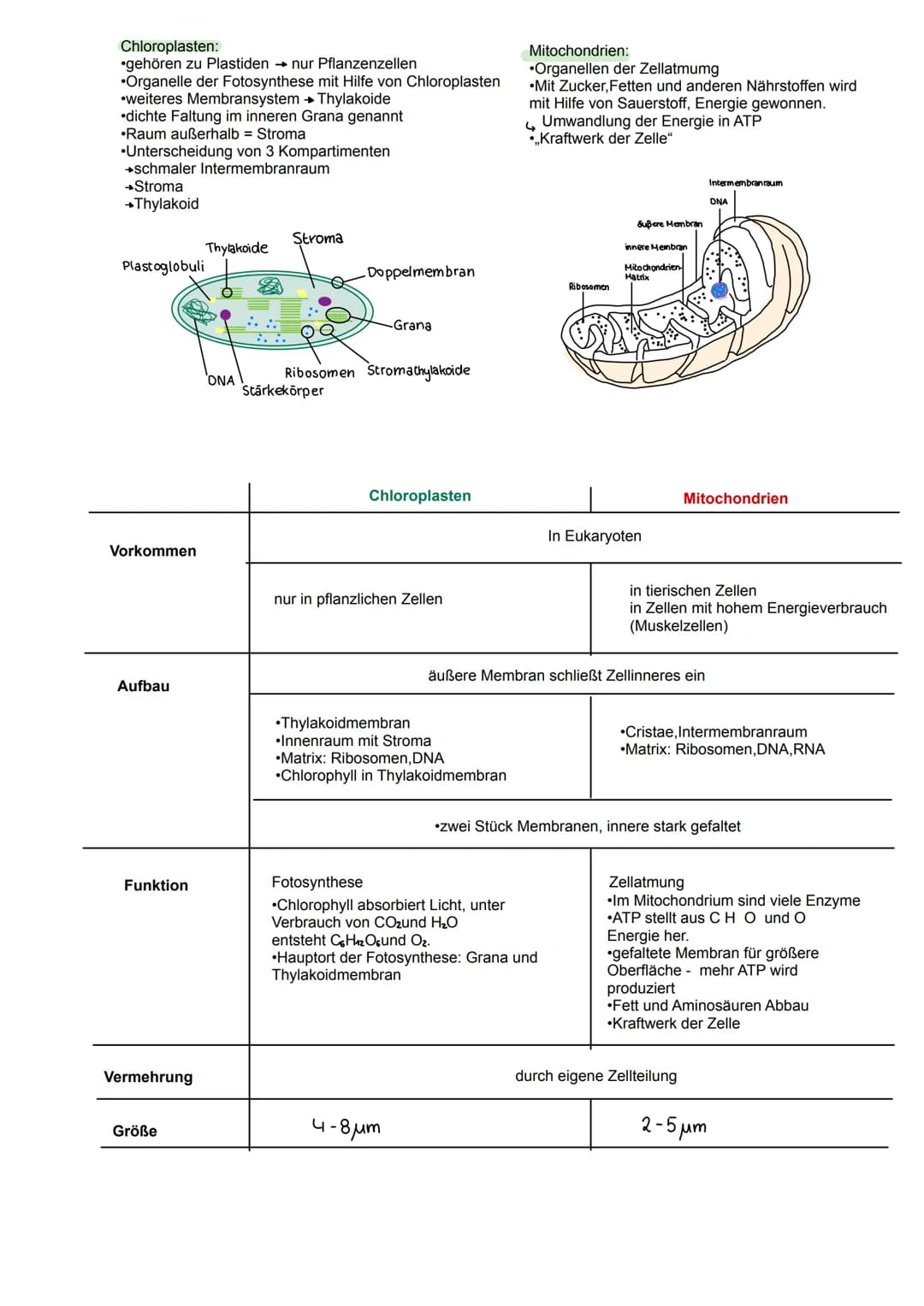 Chloroplasten:
•gehören zu Plastiden nur Pflanzenzellen
•Organelle der Fotosynthese mit Hilfe von Chloroplasten
weiteres Membransystem → Thy