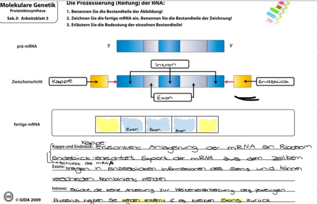RNA-Prozessierung leicht erklärt: Grafik und Aufgabenlösung