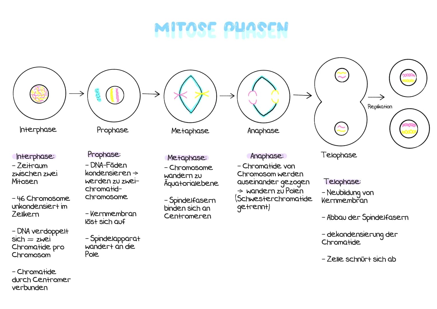 Interphase
Interphase:
- Zeitraum
zwischen zwei
Mitosen
- 46 Chromosome
unkondensiert im
Zellkern
- DNA verdoppelt
sich zwei
Chromatide pro
