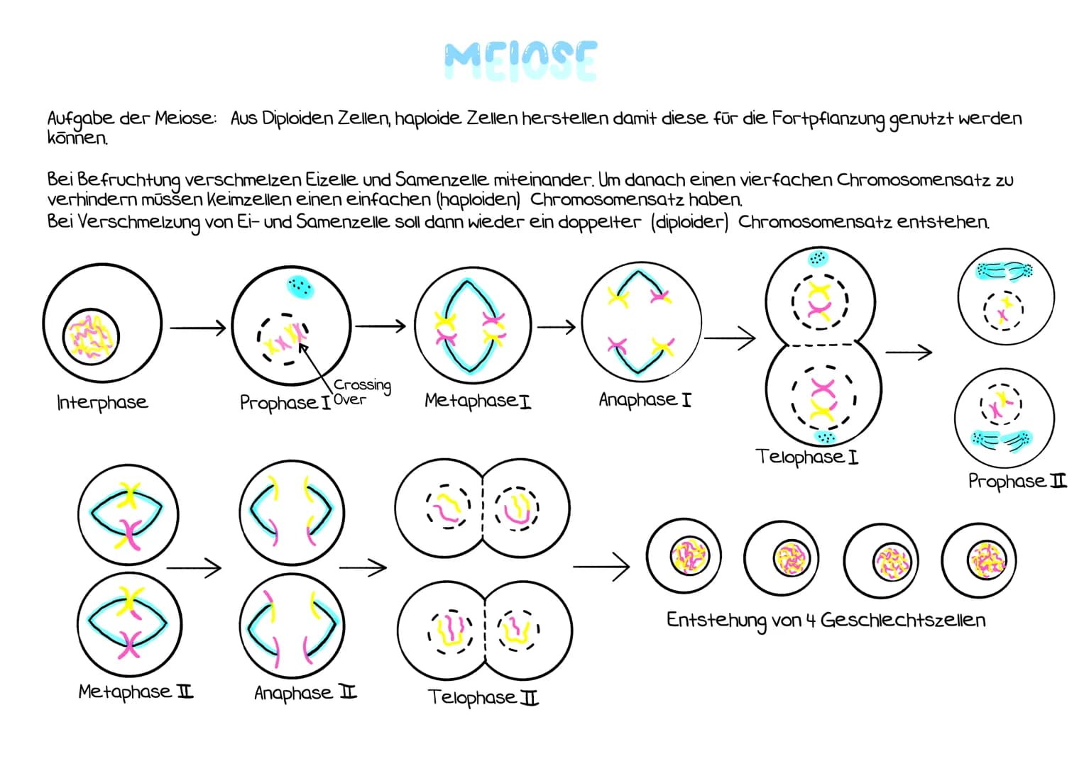 Interphase
Interphase:
- Zeitraum
zwischen zwei
Mitosen
- 46 Chromosome
unkondensiert im
Zellkern
- DNA verdoppelt
sich zwei
Chromatide pro
