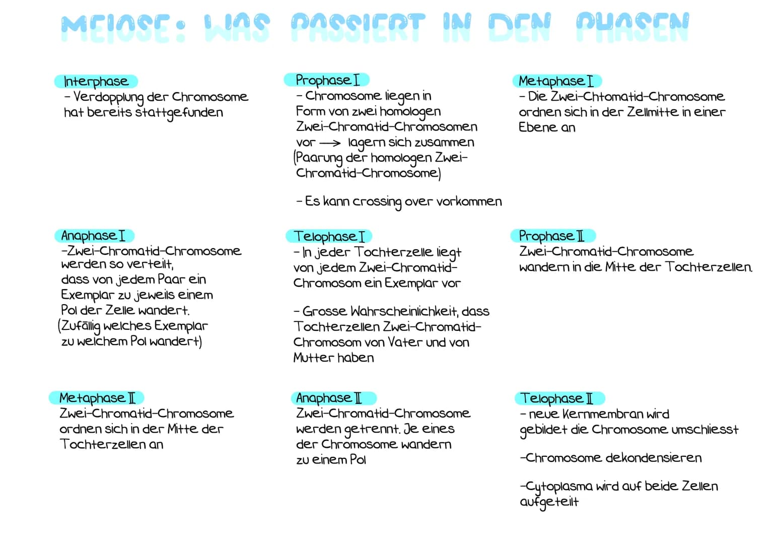 Interphase
Interphase:
- Zeitraum
zwischen zwei
Mitosen
- 46 Chromosome
unkondensiert im
Zellkern
- DNA verdoppelt
sich zwei
Chromatide pro
