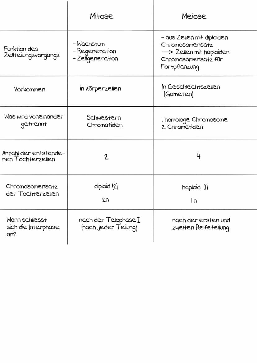 Interphase
Interphase:
- Zeitraum
zwischen zwei
Mitosen
- 46 Chromosome
unkondensiert im
Zellkern
- DNA verdoppelt
sich zwei
Chromatide pro
