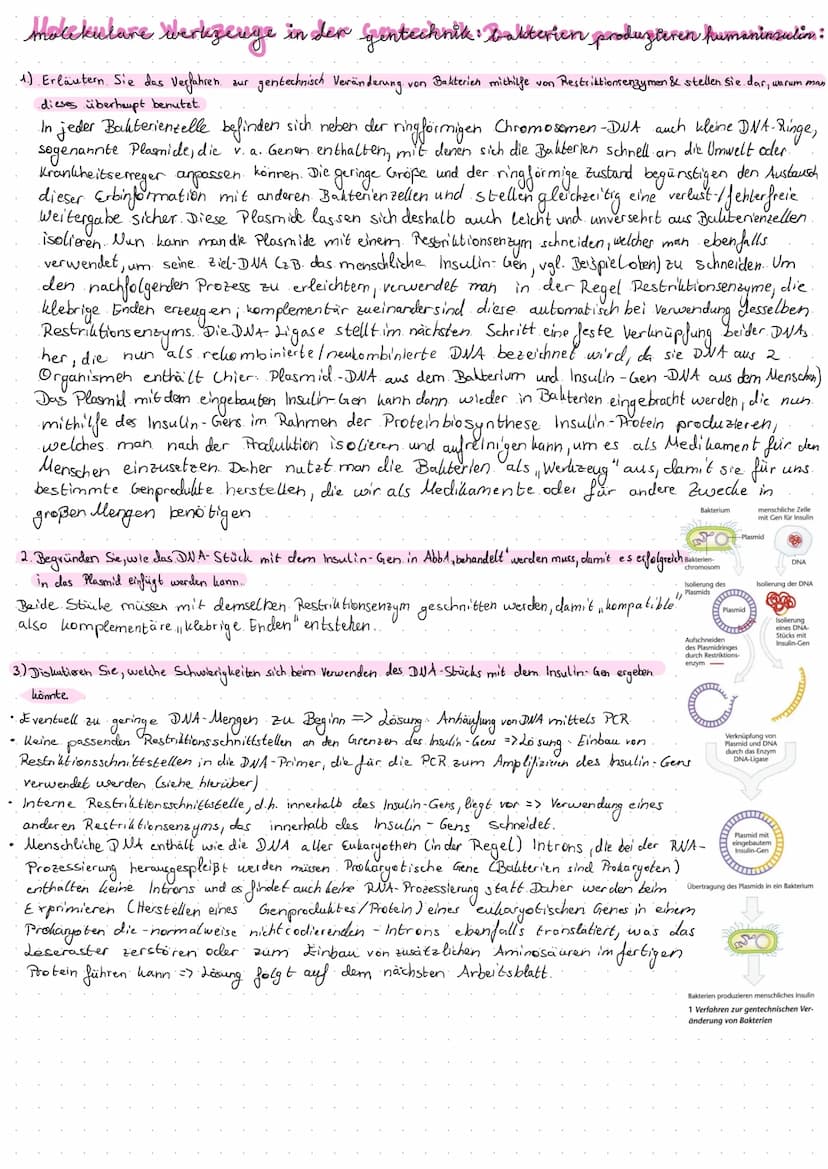 Restriktionsenzyme als mole bullar biologische Werkzeuge:
1.) Erklären Sie, was die Schere", der Kleber " & "klebrige. Enden." (sticky ends)