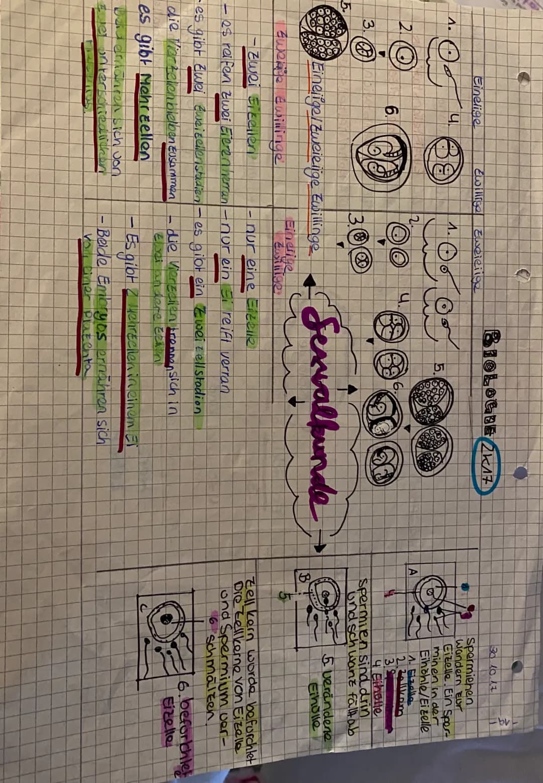 Harnblase
Samenleiter-
Gied
(Penis)
Schwellkorper
Harnsamenrohre
Eichel
Vorhaut
Die männlichen Geschlechtsorgane (von vom)
de Ha
idar Ham- u