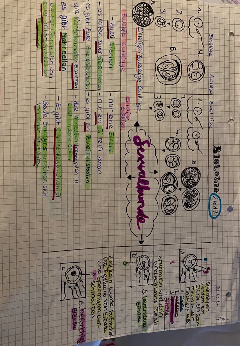 Harnblase
Samenleiter-
Gied
(Penis)
Schwellkorper
Harnsamenrohre
Eichel
Vorhaut
Die männlichen Geschlechtsorgane (von vom)
de Ha
idar Ham- u