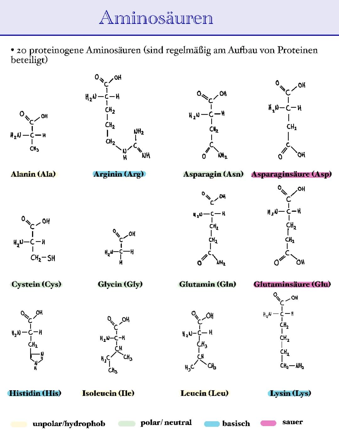 Alles über Aminosäuren: Funktionen und die 20 Typen