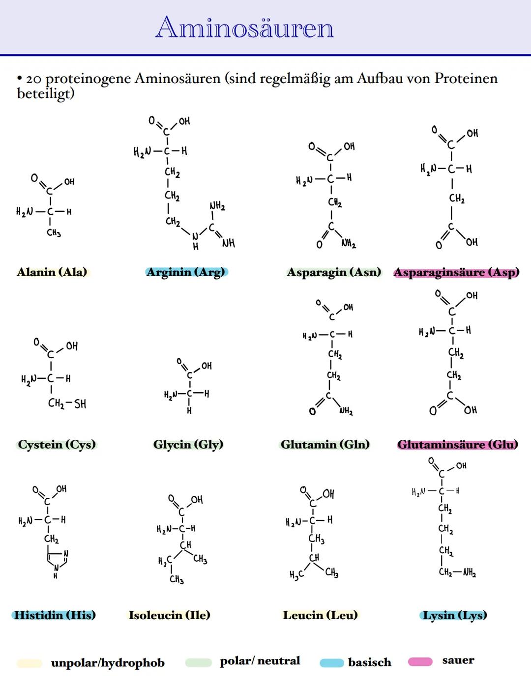 Aminosäuren
• 20 proteinogene Aminosäuren (sind regelmäßig am Aufbau von Proteinen
beteiligt)
H₂N-C-H
I
CH3
OH
Alanin (Ala)
H2N-C-н
O=C.
CH₂