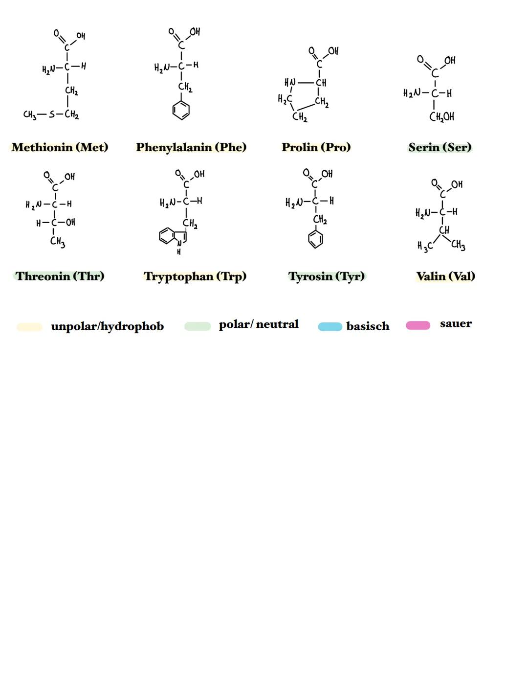 Aminosäuren
• 20 proteinogene Aminosäuren (sind regelmäßig am Aufbau von Proteinen
beteiligt)
H₂N-C-H
I
CH3
OH
Alanin (Ala)
H2N-C-н
O=C.
CH₂
