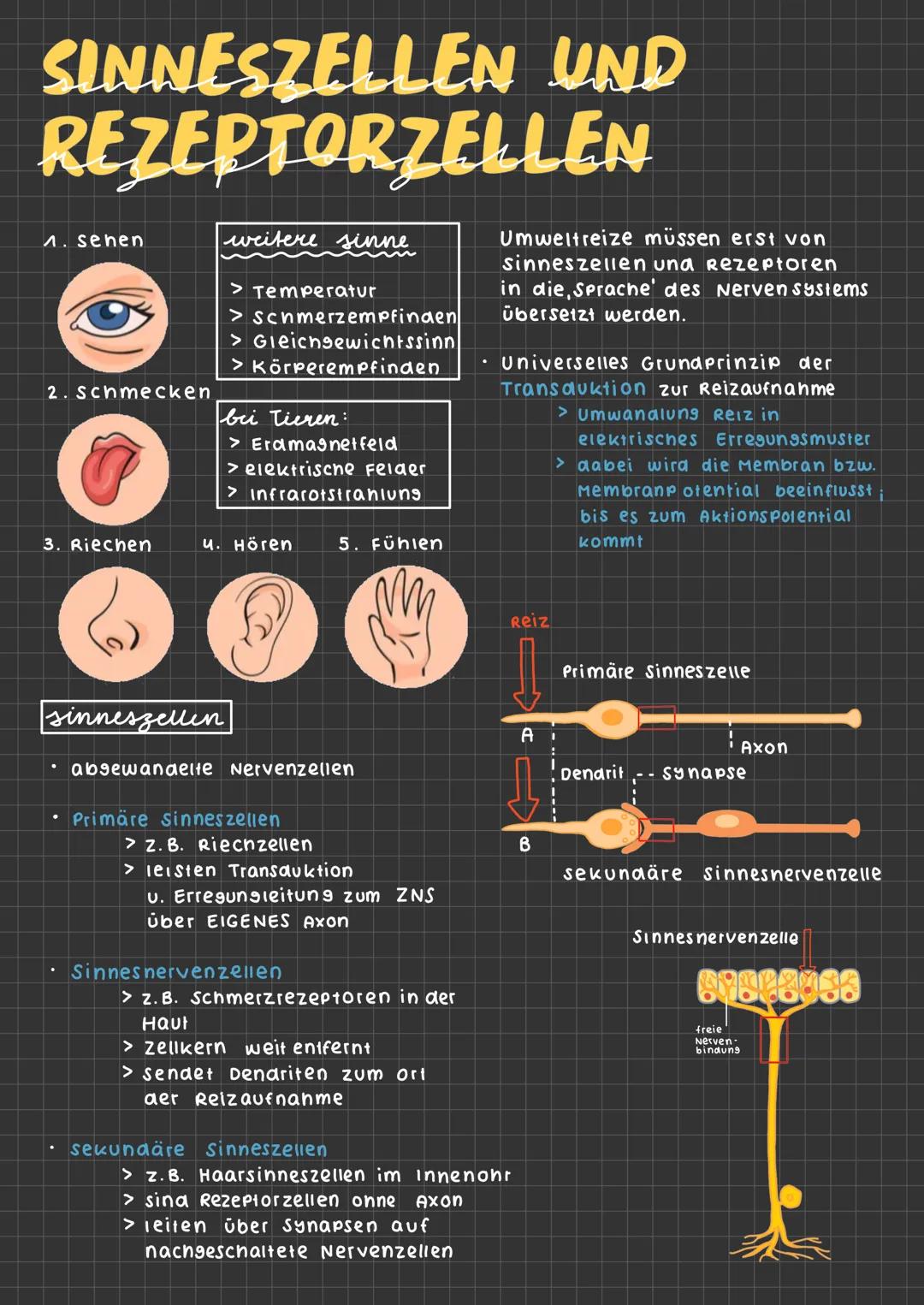 SINNESZELLEN UND
REZEPTORZELLEN
1. sehen
2. Schmecken
Ⓡ
3. Riechen
weitere sinne
sinneszellen
> Temperatur
> Schmerzempfinden
> Gleichgewich