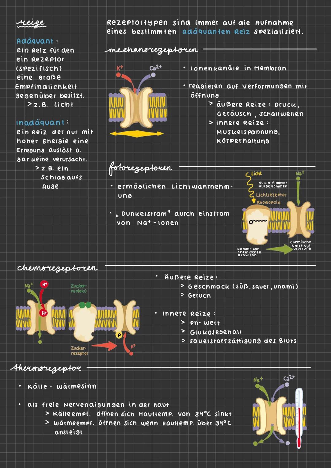 SINNESZELLEN UND
REZEPTORZELLEN
1. sehen
2. Schmecken
Ⓡ
3. Riechen
weitere sinne
sinneszellen
> Temperatur
> Schmerzempfinden
> Gleichgewich