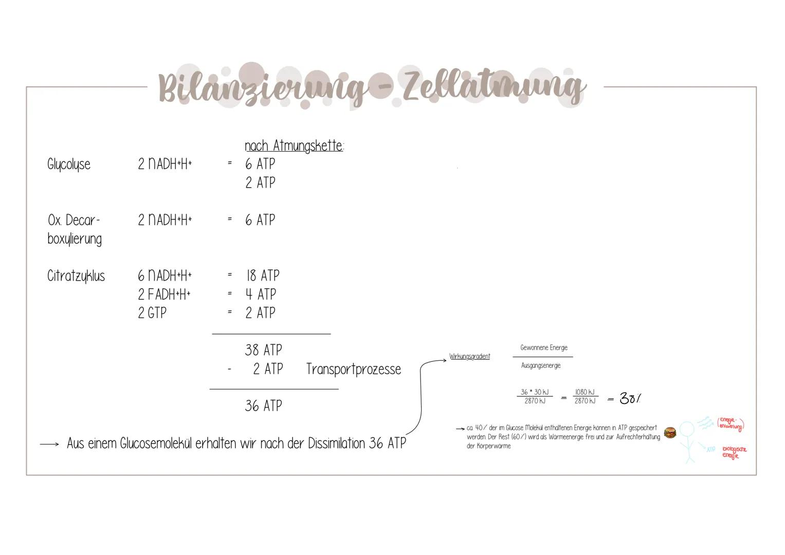  Biologie Klausuri
Matrix
ⒸNH₂
H
AUFBAU EINES MITOCHONDRIUMS
H
H
OH HO
DNA
(5)
Ribosomen
AUFBAU UND AUFGABE EINES ATP-MOLEKÜLS
7
Äußere Memb