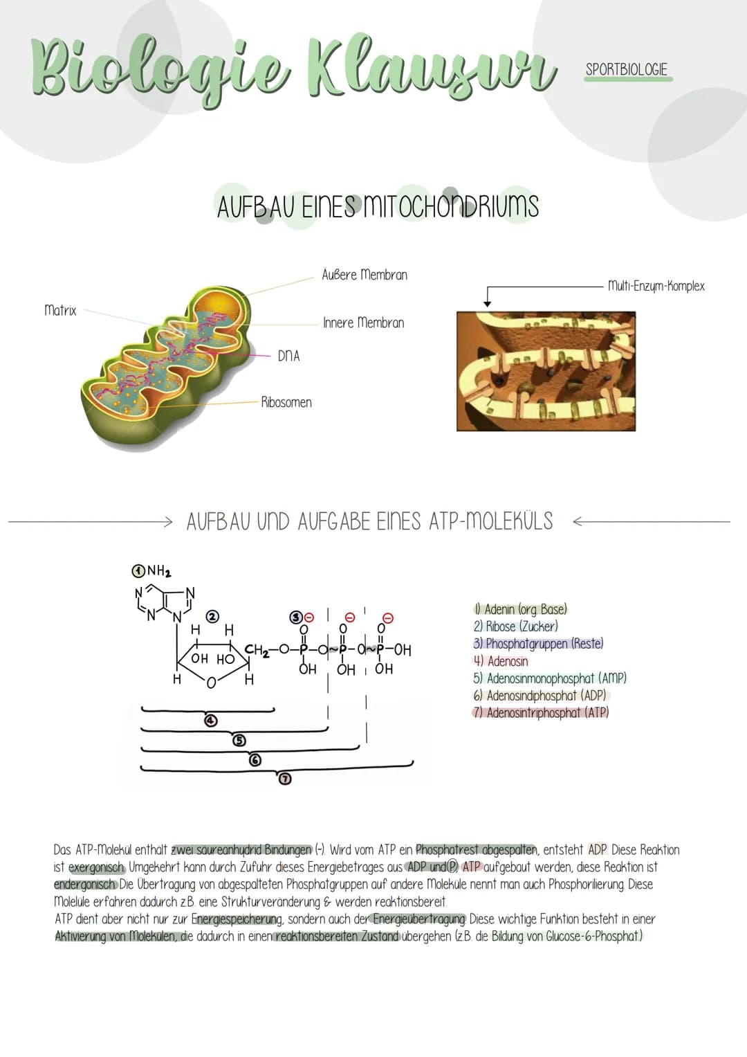  Biologie Klausuri
Matrix
ⒸNH₂
H
AUFBAU EINES MITOCHONDRIUMS
H
H
OH HO
DNA
(5)
Ribosomen
AUFBAU UND AUFGABE EINES ATP-MOLEKÜLS
7
Äußere Memb