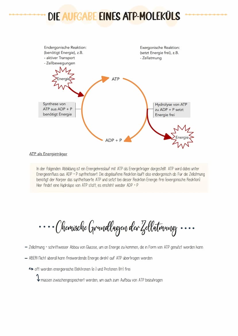  Biologie Klausuri
Matrix
ⒸNH₂
H
AUFBAU EINES MITOCHONDRIUMS
H
H
OH HO
DNA
(5)
Ribosomen
AUFBAU UND AUFGABE EINES ATP-MOLEKÜLS
7
Äußere Memb