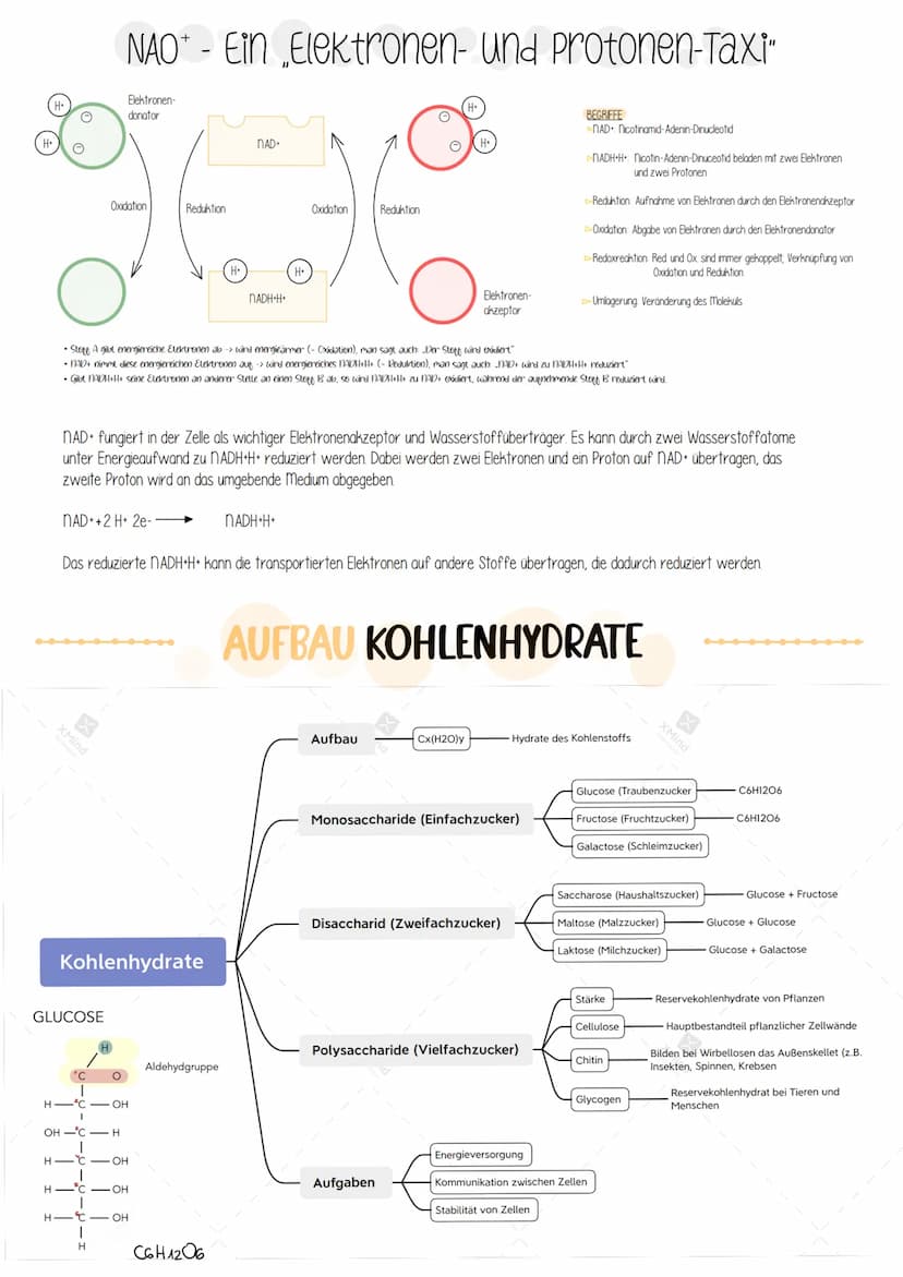  Biologie Klausuri
Matrix
ⒸNH₂
H
AUFBAU EINES MITOCHONDRIUMS
H
H
OH HO
DNA
(5)
Ribosomen
AUFBAU UND AUFGABE EINES ATP-MOLEKÜLS
7
Äußere Memb