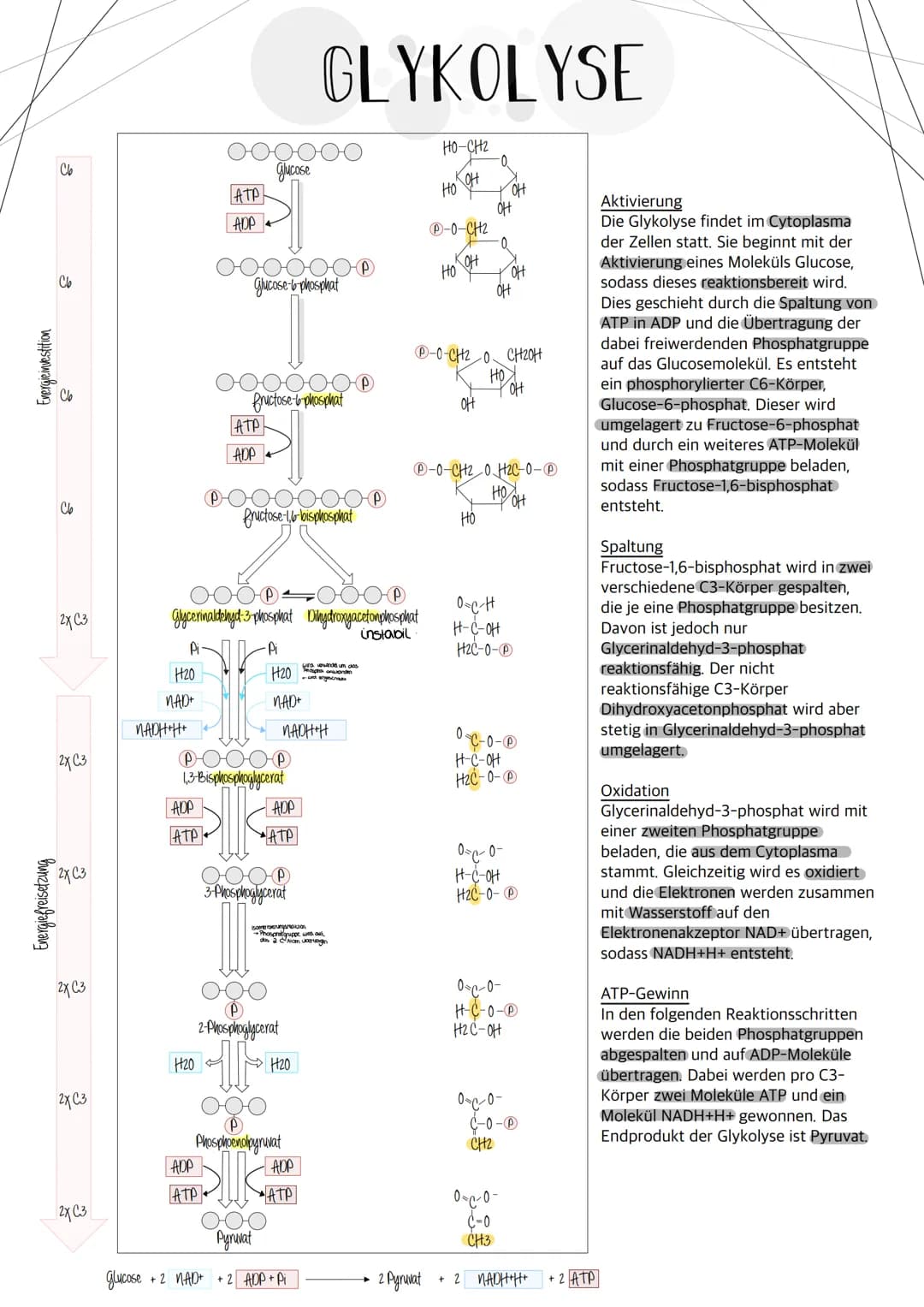  Biologie Klausuri
Matrix
ⒸNH₂
H
AUFBAU EINES MITOCHONDRIUMS
H
H
OH HO
DNA
(5)
Ribosomen
AUFBAU UND AUFGABE EINES ATP-MOLEKÜLS
7
Äußere Memb