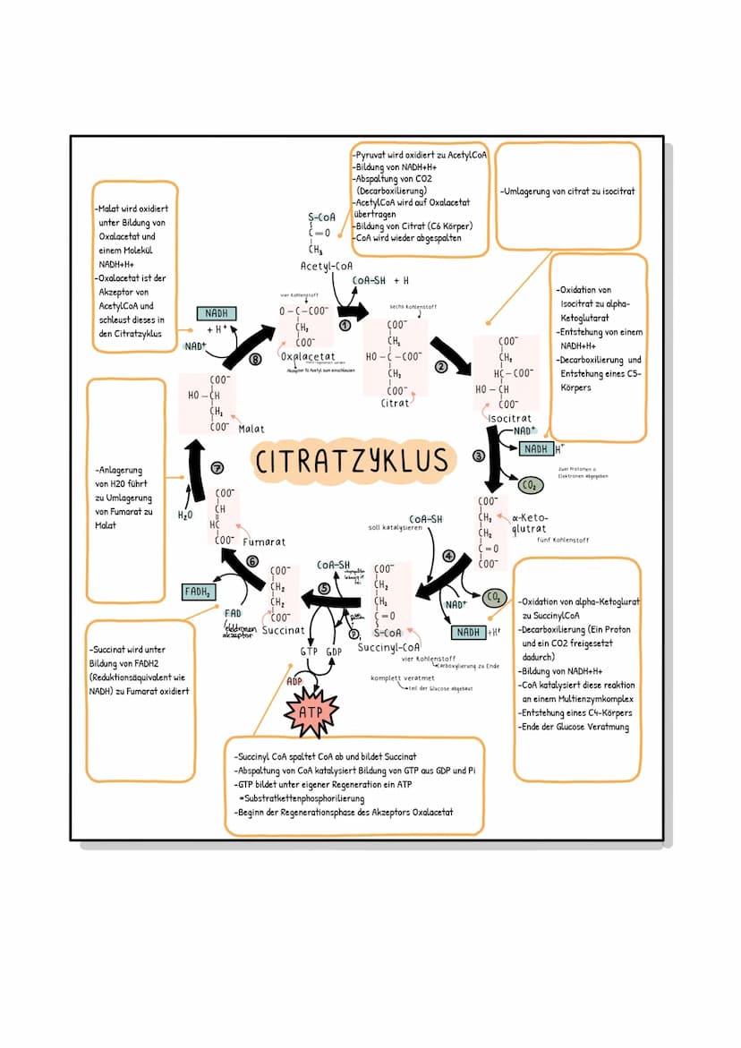 Biologie Klausuri
Matrix
ⒸNH₂
H
AUFBAU EINES MITOCHONDRIUMS
H
H
OH HO
DNA
(5)
Ribosomen
AUFBAU UND AUFGABE EINES ATP-MOLEKÜLS
7
Äußere Memb