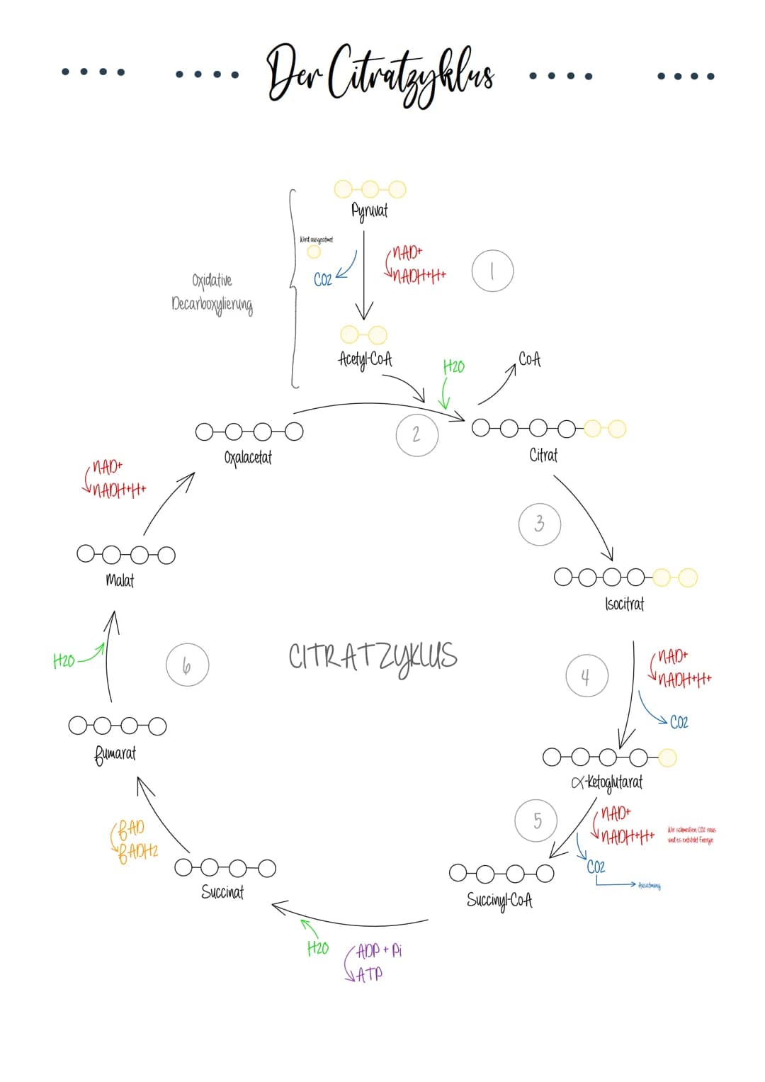  Biologie Klausuri
Matrix
ⒸNH₂
H
AUFBAU EINES MITOCHONDRIUMS
H
H
OH HO
DNA
(5)
Ribosomen
AUFBAU UND AUFGABE EINES ATP-MOLEKÜLS
7
Äußere Memb