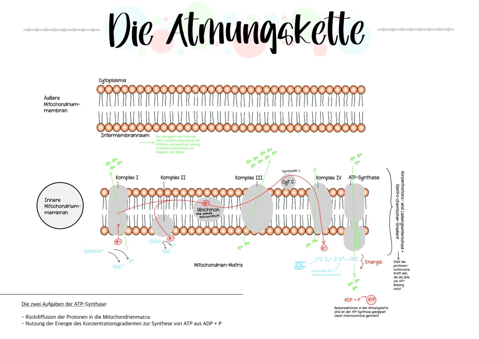  Biologie Klausuri
Matrix
ⒸNH₂
H
AUFBAU EINES MITOCHONDRIUMS
H
H
OH HO
DNA
(5)
Ribosomen
AUFBAU UND AUFGABE EINES ATP-MOLEKÜLS
7
Äußere Memb