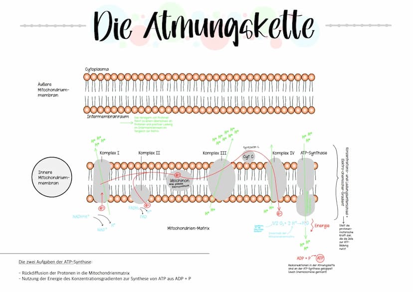  Biologie Klausuri
Matrix
ⒸNH₂
H
AUFBAU EINES MITOCHONDRIUMS
H
H
OH HO
DNA
(5)
Ribosomen
AUFBAU UND AUFGABE EINES ATP-MOLEKÜLS
7
Äußere Memb