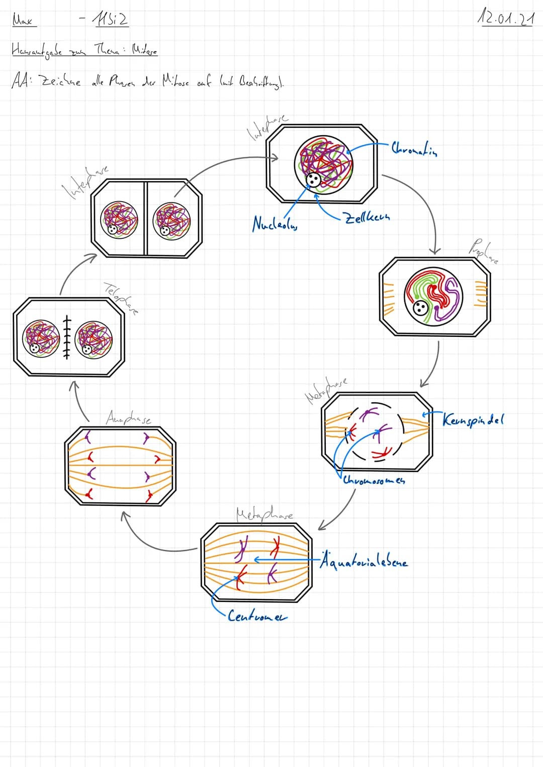 Мах
Hausaufgabe
AA: Zeichne alle Phasen der Mitose auf (mit Beschriftung).
115,2
Thema: Mitese
zum
Interphare
(
Telophare
Anaphase
Nucleolus