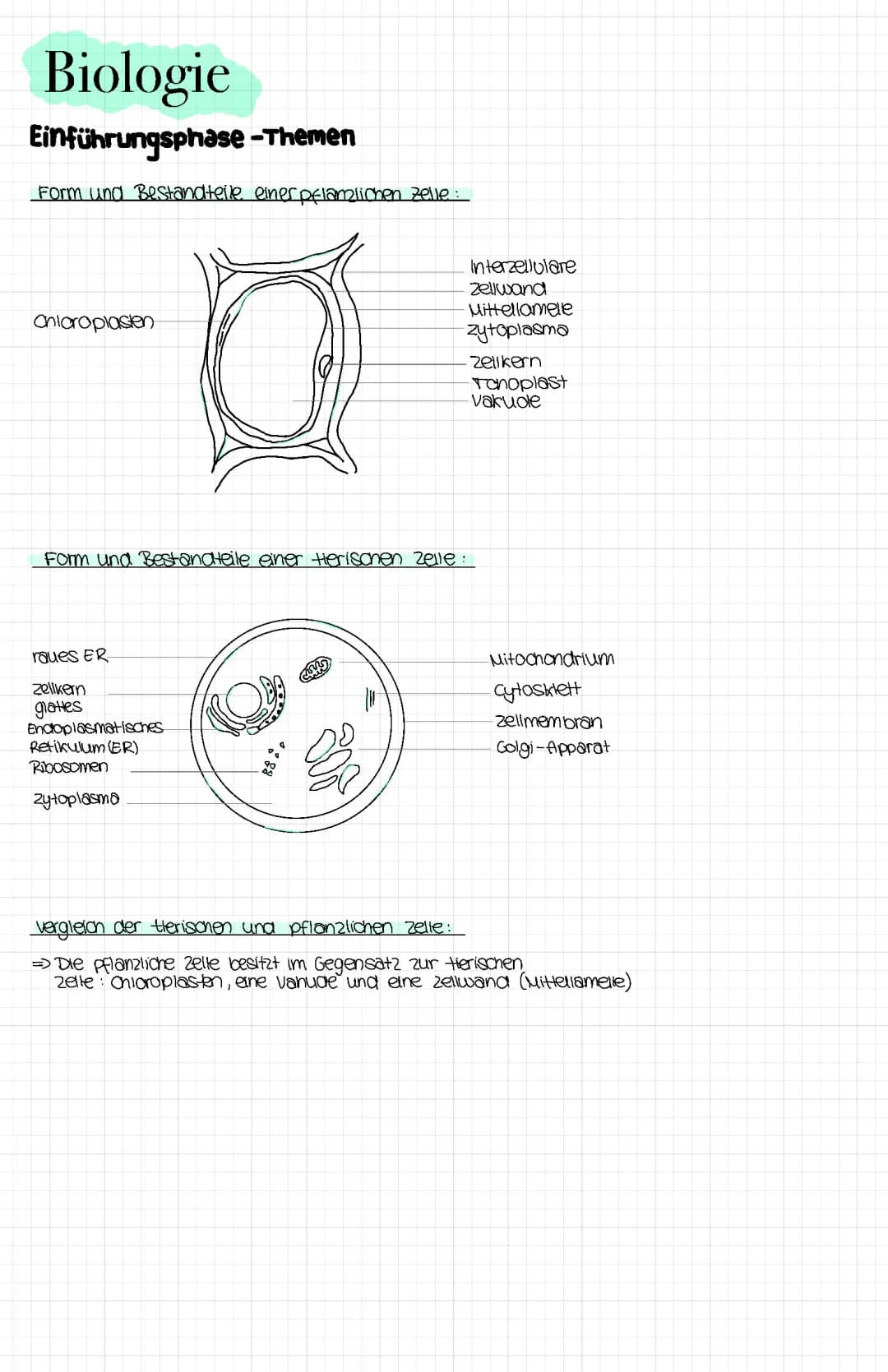 Form und Bestandteile pflanzlicher und tierischer Zelle 